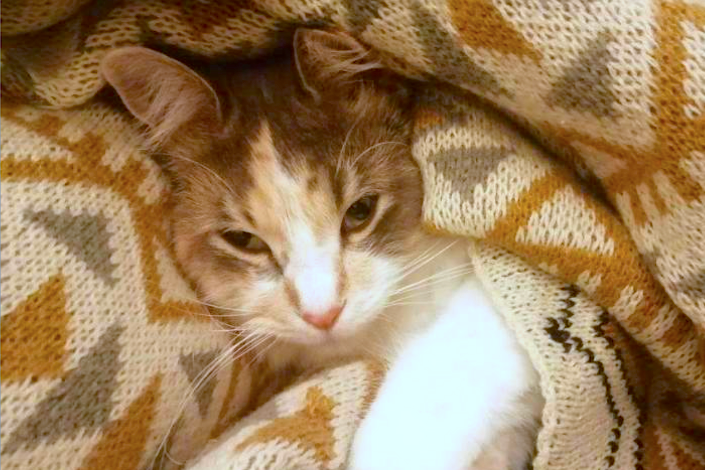 Light coloured cat curled up in blanket